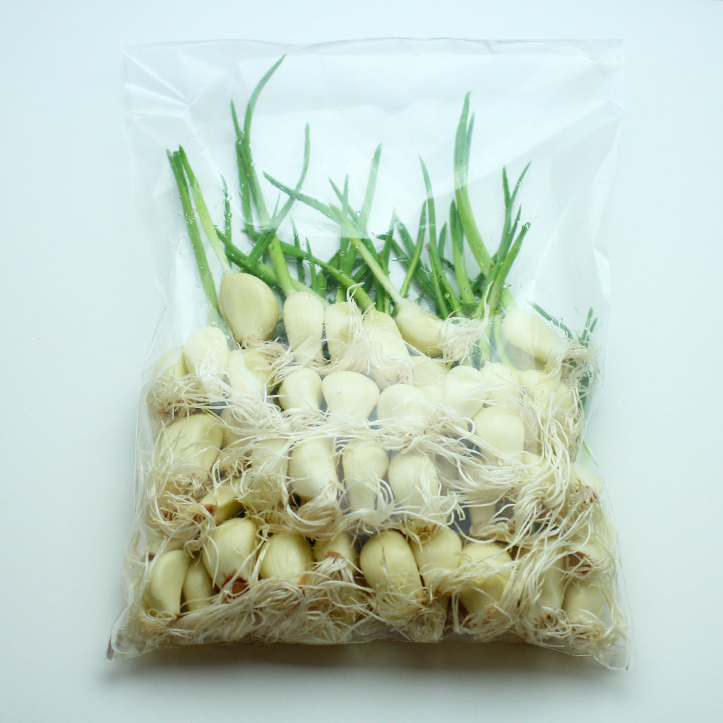 発芽にんにく。1kg食用&苗用、クール便 発芽にんにく (500g・1kg )業務用サイズ – 芽ぐむ和 オンラインショップ